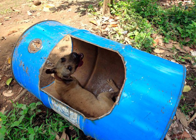 На Филиппинах защитники животных обнаружили собачий “концлагерь”