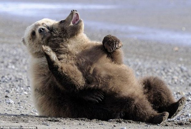 Учимся отдыхать, как медведи
