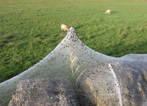 Нашествие пауков в британской деревне