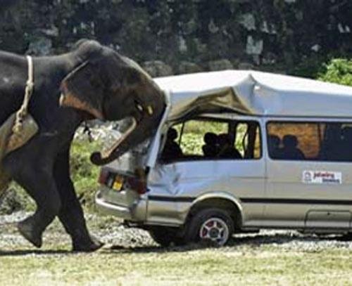Слон vs авто