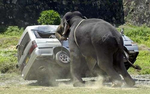 Слон vs авто