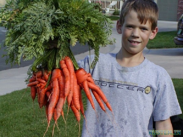 Морковка мутант