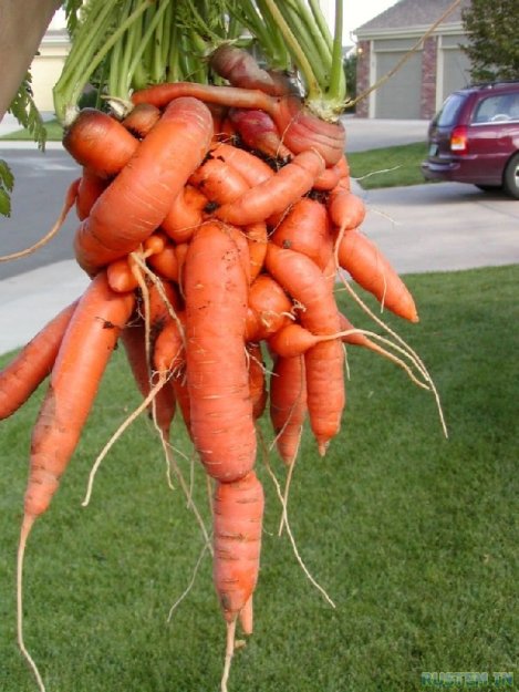 Морковка мутант