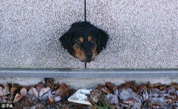 Рвущийся к свободе пес застрял в дырке в стене
