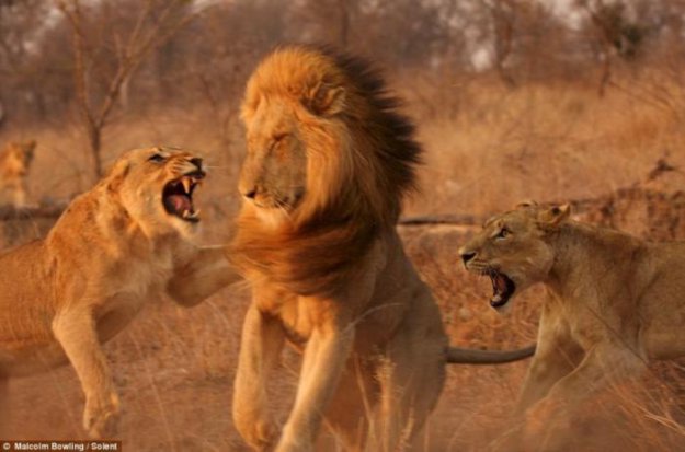 Львицы бьют льва