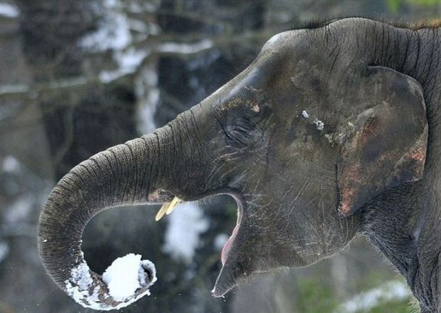 Слоны играют со снегом в зоопарке Берлина