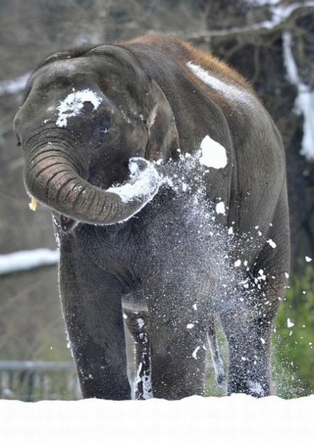 Слоны играют со снегом в зоопарке Берлина