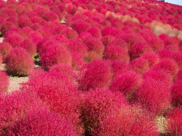 Красные поляны кохии в осеннем парке Японии