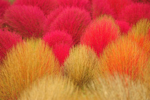 Красные поляны кохии в осеннем парке Японии