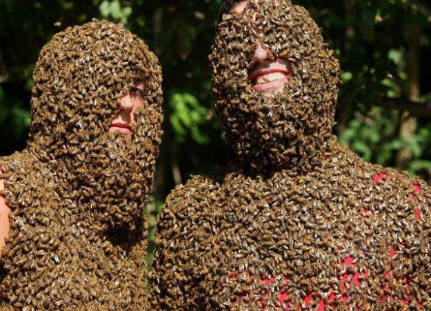Ежегодные соревнования по пчелиной «бороде»...