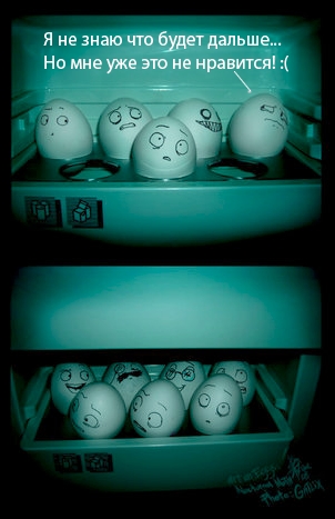 Жизнь яйца Михи и друзей