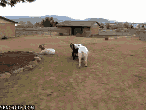 Непоседливые козы