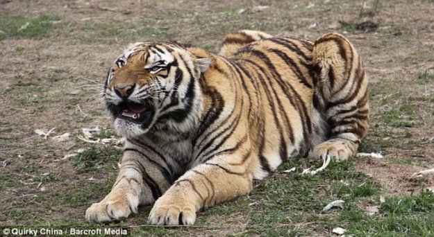 Сибирский тигр чуть не съел акробата