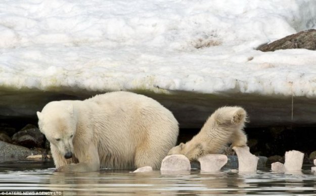 Белый медвежонок упал в ледяную воду