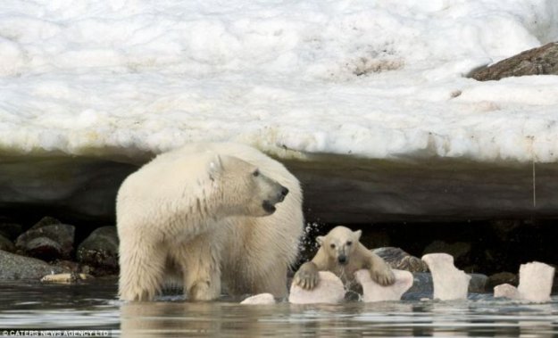 Белый медвежонок упал в ледяную воду