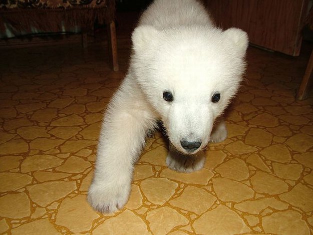 Спасение полярного медведя