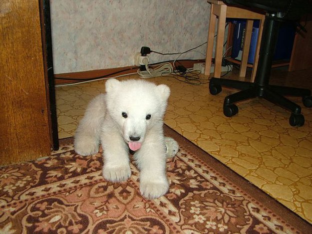 Спасение полярного медведя