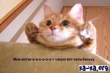 Забавные коты)