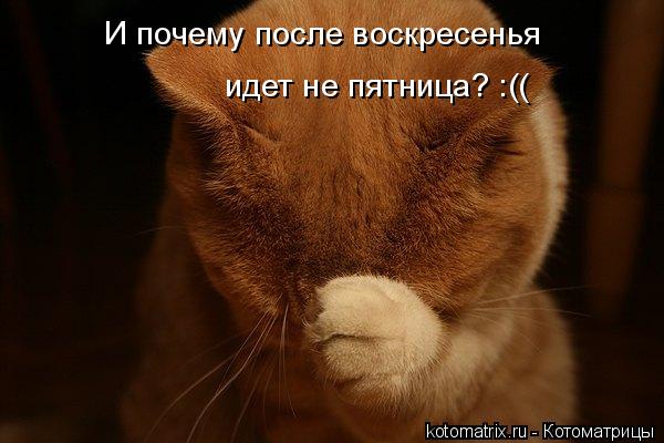 Забавные коты)