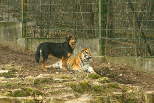 Новый друг тигра