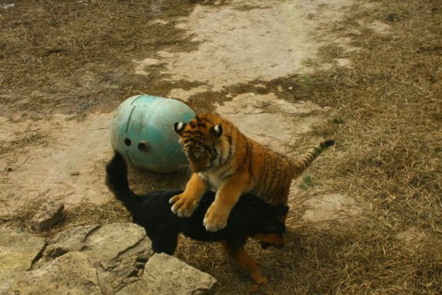 Новый друг тигра