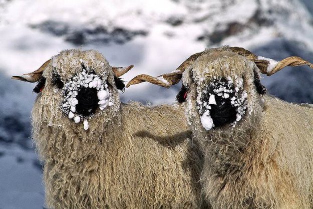 Необычные овцы
