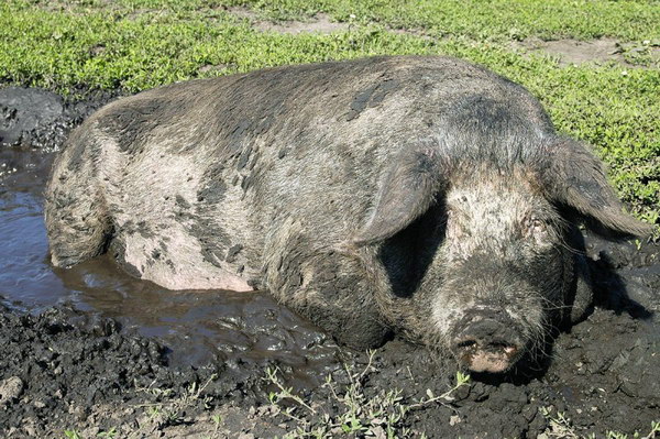 2007 - год красной свиньи
