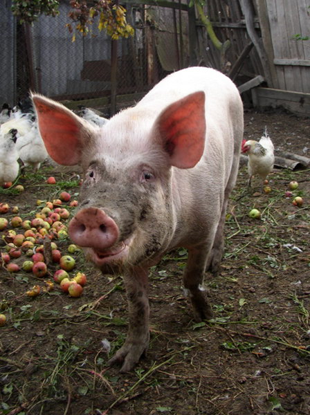 2007 - год красной свиньи