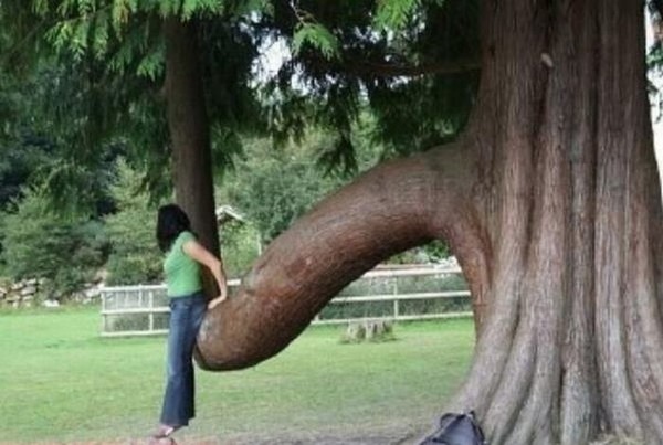 Порно-деревья