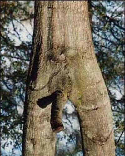 Порно-деревья
