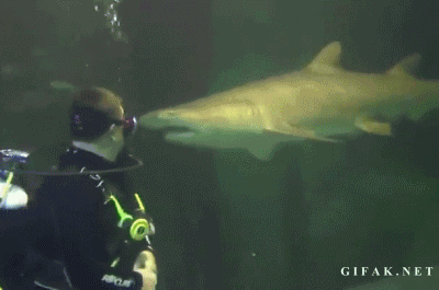 Интересные гифки с акулами