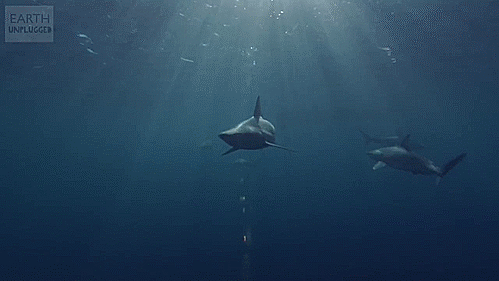 Интересные гифки с акулами