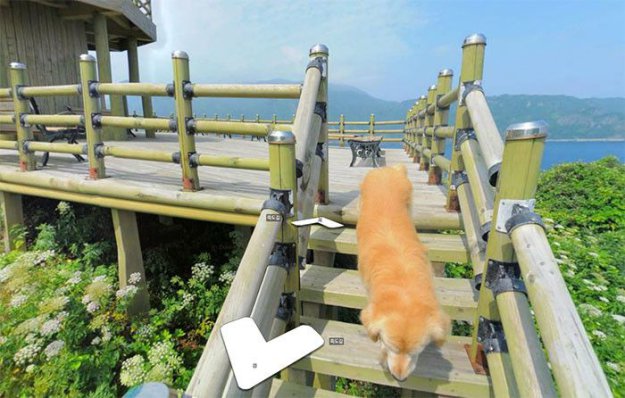 Заинтересовавшийся камерой пес попал на снимки Google Street View