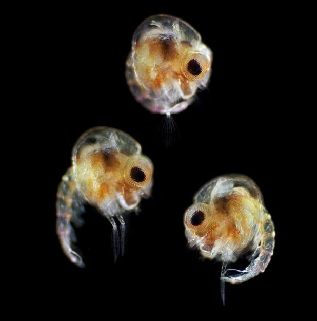 Микроскопические жители океана