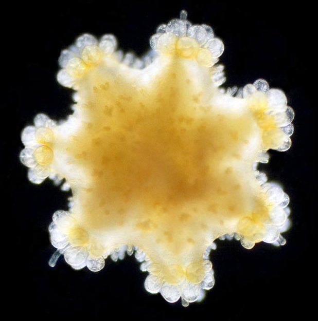 Микроскопические жители океана