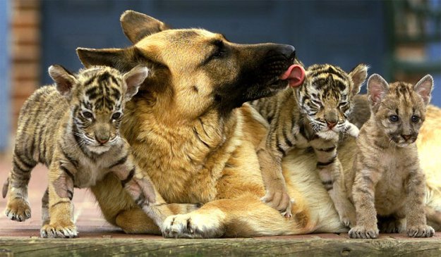 Примеры прекрасной дружбы из мира животных