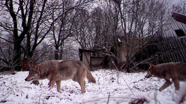 Животные зоны отчуждения Чернобыльской АЭС