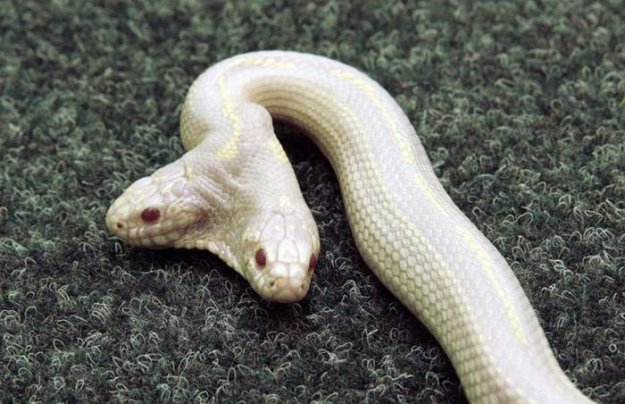 Двухголовая змея-альбинос