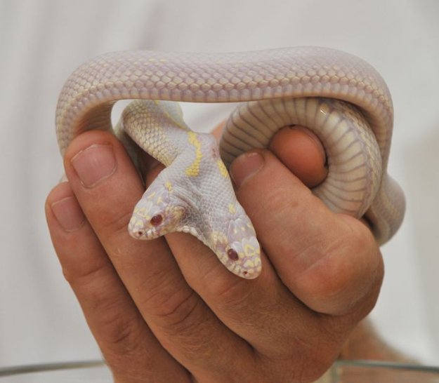 Двухголовая змея-альбинос