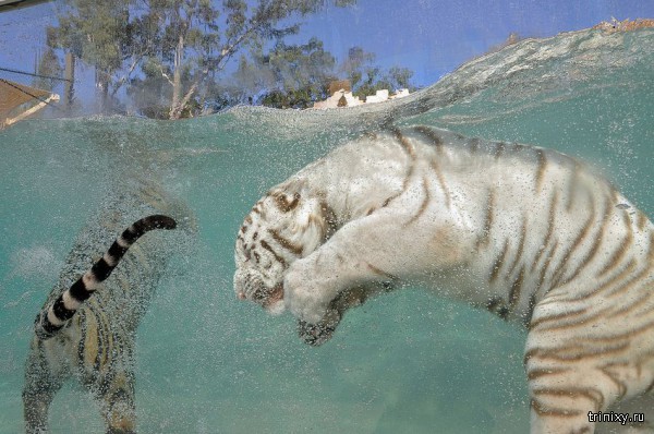 Белые тигры