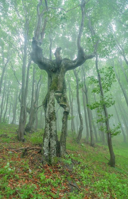 Деревья необычной формы