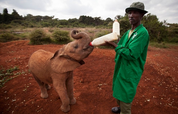 Приют для слоников-сирот (ФОТО)