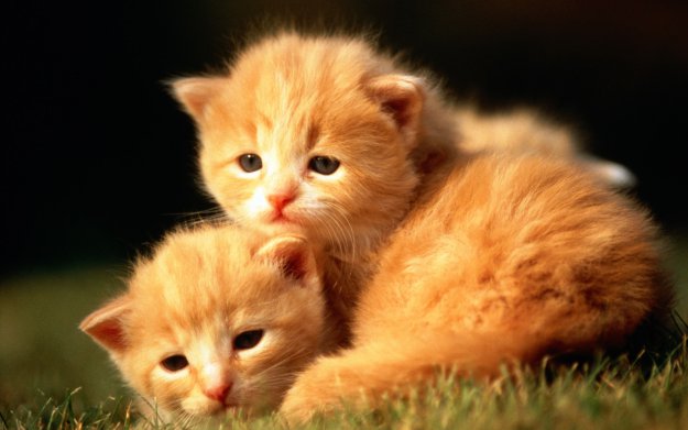 Жирные рыжие коты - картинки и фото sauna-chelyabinsk.ru