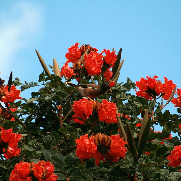 Африканское тюльпановое дерево