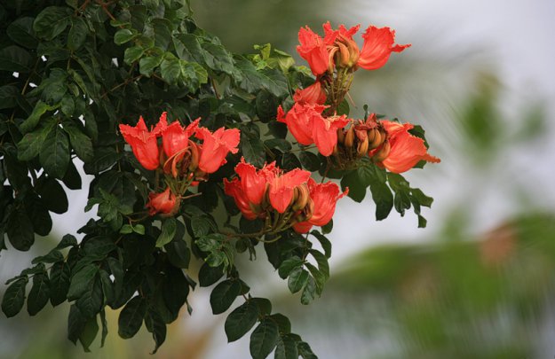 Африканское тюльпановое дерево