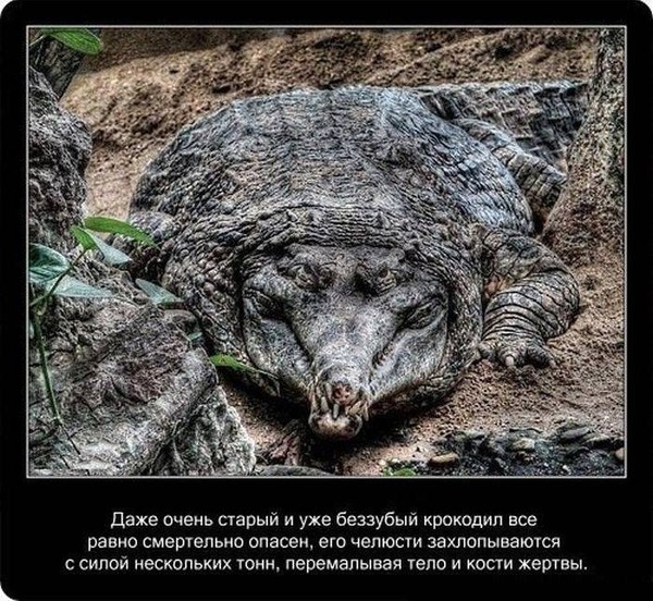 Любопытные факты о крокодилах