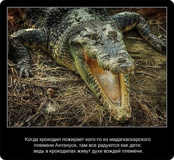 Любопытные факты о крокодилах