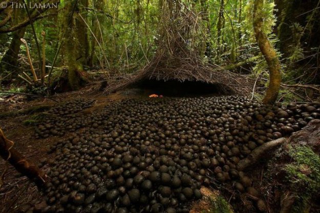 Тайны дождевых лесов Новой Гвинеи