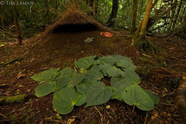 Тайны дождевых лесов Новой Гвинеи