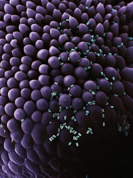 Пыльца растений под микроскопом.